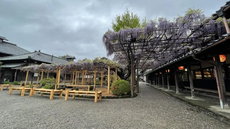 数子(戸田恵梨香)と三田の婚礼が執り行われた大広間 — 北方文化博物館 - 現地撮影写真 3