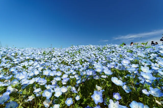 茨城県